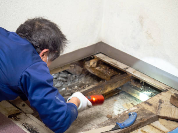 Professional Mold Removal in The Colony, TX
