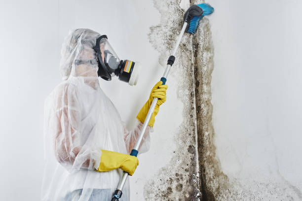 Best Mold Testing and Removal  in The Colony, TX