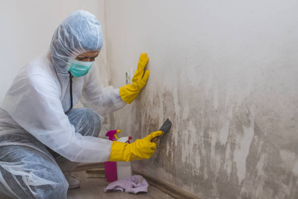 Mold Testing and Removal in The Colony, TX