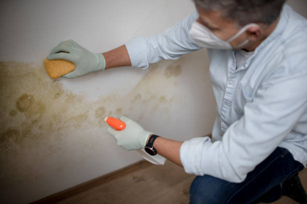 Best Fast Mold Removal  in The Colony, TX